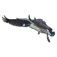 canadian goose seen from the side duck hunting illustration logo image vector