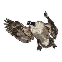 canadian goose in flight seen from the front duck hunting illustration logo image vector