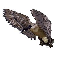 canadian goose in flight looking down duck hunting illustration logo image vector