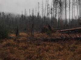trunks in withered autumn grass against the background of perennial pines in a foggy forest in rainy weather . High quality photo