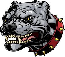 Angry Bulldog Head Illustration With Spiked Collar And Snarling Teeth vector