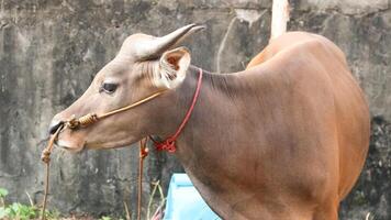 A healthy, plump cow ready for sacrifice, its meat to be distributed to the local community on the Islamic holiday of Eid al Adha, photo