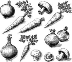 Hand-drawn illustration of fresh vegetables, including an onion, a carrot, and a mushroom, on a white background. vector
