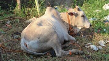 A healthy, plump cow ready for sacrifice, its meat to be distributed to the local community on the Islamic holiday of Eid al Adha photo