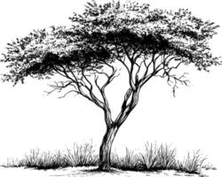 A black and white illustration of an acacia tree. vector