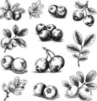 Cranberry sketch of a drawn set. Covering fruits and leaves. vector