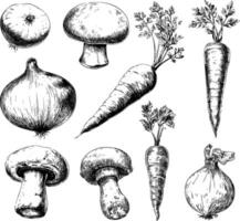 Hand-drawn illustration of fresh vegetables, including an onion, a carrot, and a mushroom, on a white background vector