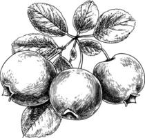 Cranberry sketch of a drawn set. Covering fruits and leaves vector