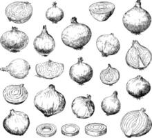 hand drawn sketch onion set, sliced and cut pieces with rings on white background vector