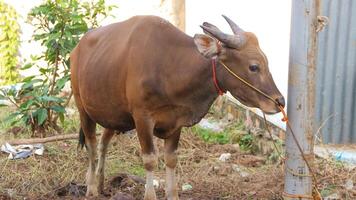 A healthy, plump cow ready for sacrifice, its meat to be distributed to the local community on the Islamic holiday of Eid al Adha. photo