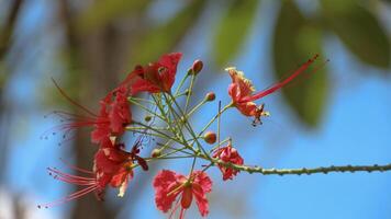 Peacock Flower, Caesalpinia pulcherrima is a species of flowering plant in the legume family. It has beautiful orange and yellow colors photo