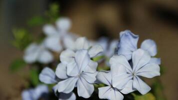 Closeup view of Plumbago auriculata, the cape leadwort, blue plumbago or Cape plumbago, a species of flowering plant native to South Africa photo