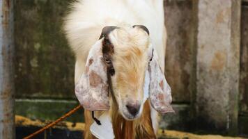 A goat at the sale of sacrificial goats ahead of the Eid al adha celebration. Goat for sacrifice in Islamic celebrations photo