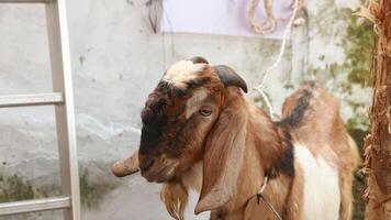 A goat at the sale of sacrificial goats ahead of the Eid al adha celebration. photo