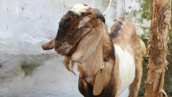 A goat at the sale of sacrificial goats ahead of the Eid al adha celebration. Goat for sacrifice in Islamic celebrations, photo