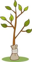 Illustration of a tree in a sack with leaves on a white background vector