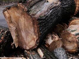 A large log is sitting on the ground with several smaller logs on top of it photo