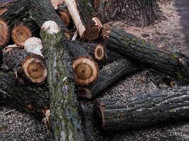 A pile of wood logs with some of them cut in half photo
