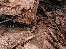 A pile of wood chips and debris with a broken log in the middle photo