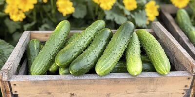 Cucumbers in wooden crates with yellow flowers photo