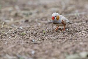 Small Bird with Red Beak in Natural Habitat photo