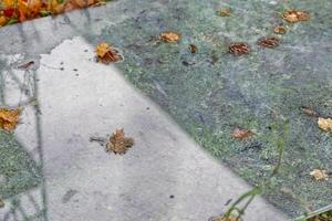 Wet Surface with Fallen Leaves and Moss photo