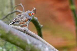Small Bird Perched on a Branch photo