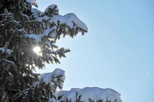 Snow-Covered Evergreen Tree in Winter photo