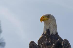 Close Up of a Majestic Bald Eagle photo