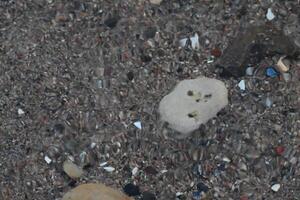 Underwater View of Sandy Surface with Stones photo