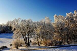 Serene Winter Landscape with Frosted Trees photo