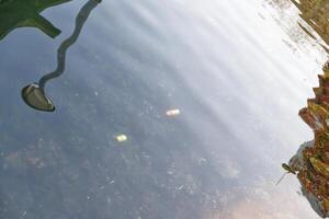 Tranquil Water Surface with Floating Objects photo