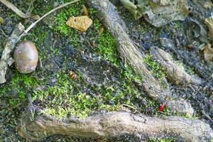 Close Up of Moss and Twigs on Forest Floor photo