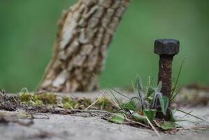 Rusty Bolt Surrounded by Grass and Plants photo