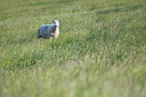Lone Sheep in a Green Field photo