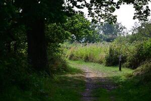 Serene Forest Pathway Gendarmstien photo