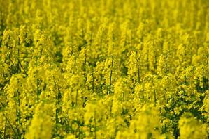 Vibrant Yellow Flower Field in Bloom photo