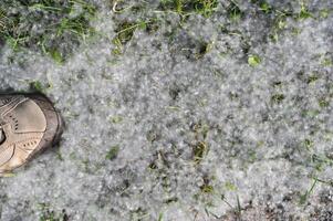 Fluffy Cottonwood Seeds on Grass photo