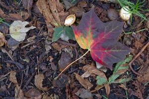 Colorful Maple Leaf on Ground in autumn photo