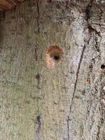 Close Up of Wooden Surface with Circular Hole photo