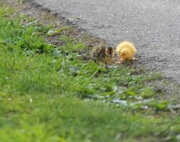 Two Adorable Ducklings Exploring a Pathway photo