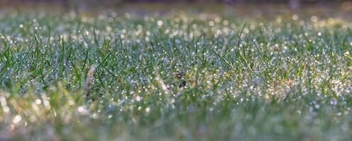 Morning Dew Wet on Grass photo
