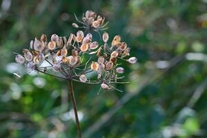 Dried Seed Pods on a Slender Stem photo
