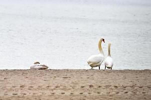 Swans on a Sandy Beach by the Water photo