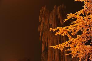 Frosty Trees Illuminated at Night photo