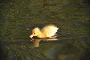 Cute Yellow Duckling Swimming in a Pond photo