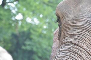 Close-up of an Elephant's Face photo