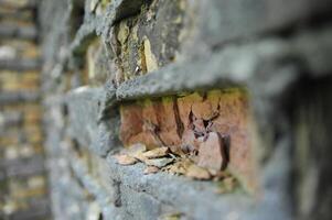 Close-up of Weathered Brick Wall photo