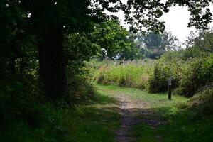 Serene Forest Pathway Leading to Open Area photo