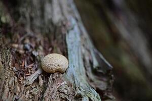 Close-up of a Mushroom on Tree Trunk photo